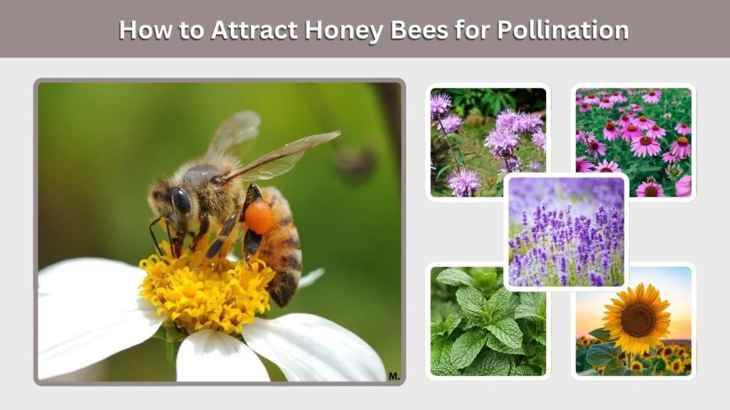 How to Attract Honey Bees for Pollination