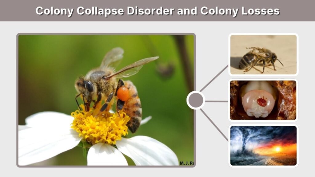 Colony Collapse Disorder and Colony Losses
