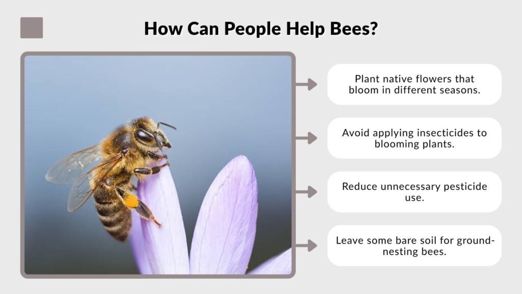 How Can People Help Bees?