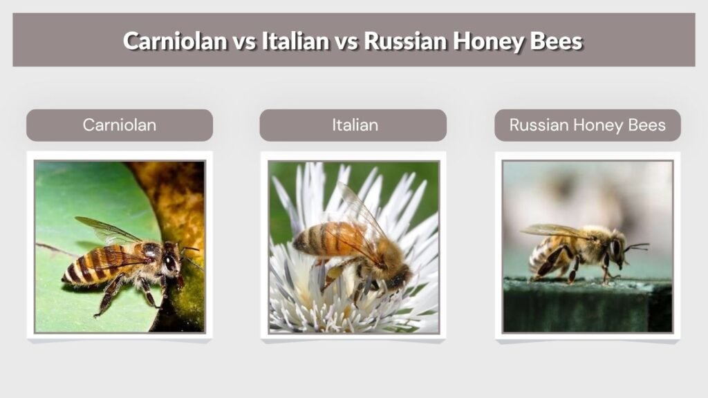 Carniolan vs Italian vs Russian Honey Bees