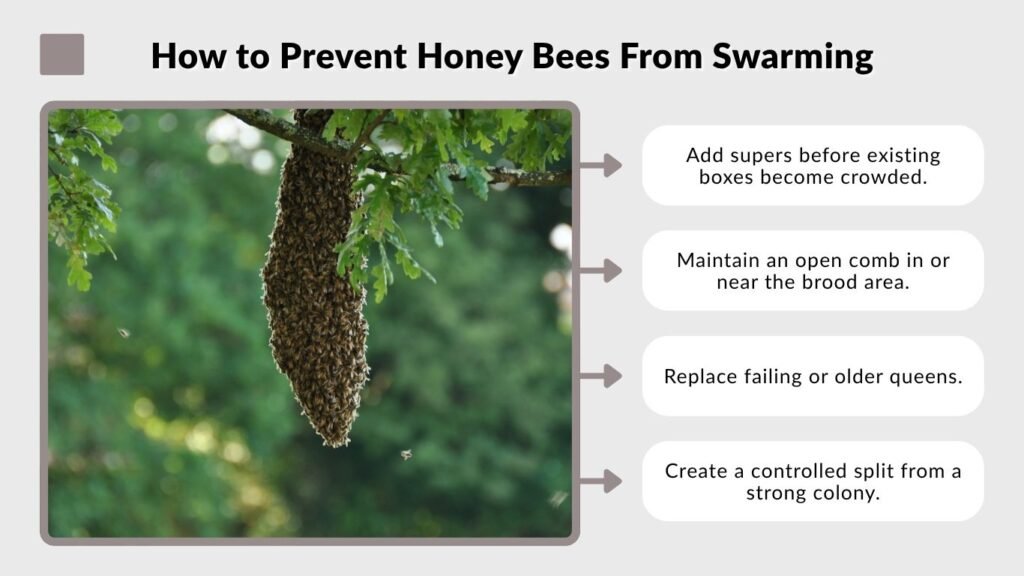 How to Prevent Honey Bees From Swarming