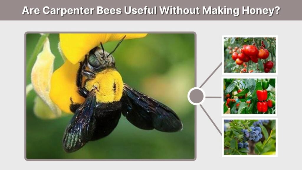 Are Carpenter Bees Useful Without Making Honey?