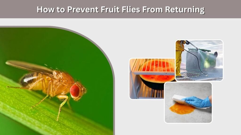 How to Prevent Fruit Flies From Returning