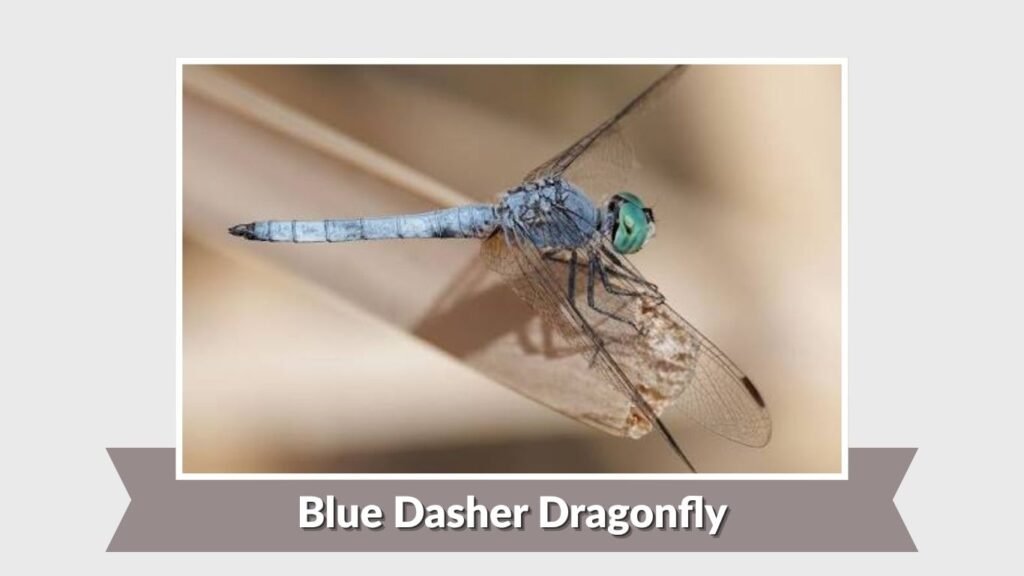 Blue Dasher Dragonfly