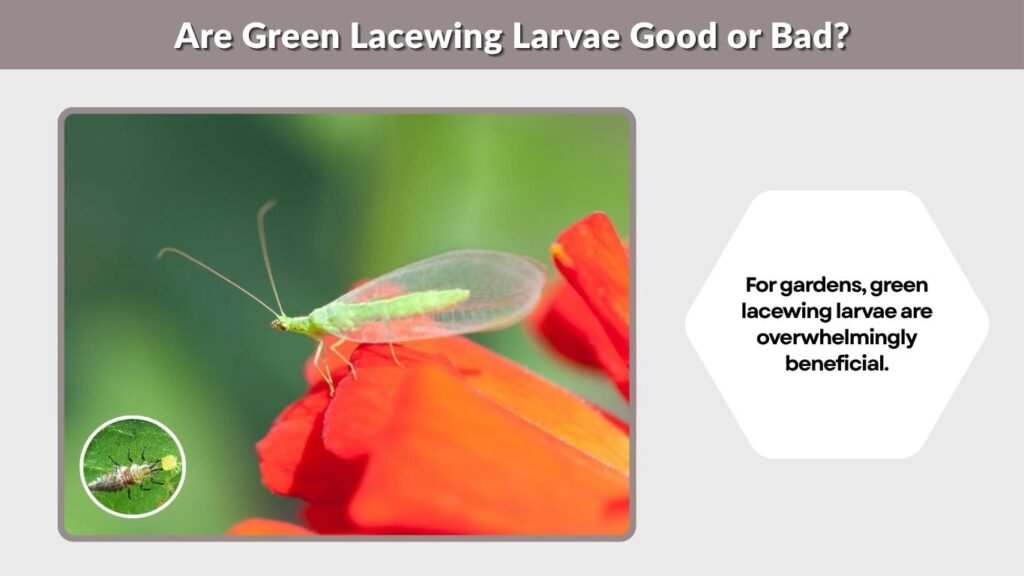 Are Green Lacewing Larvae Good or Bad?