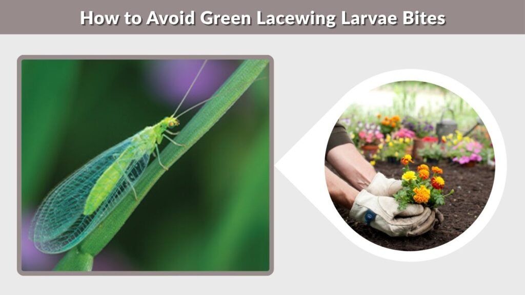 How to Avoid Green Lacewing Larvae Bites
