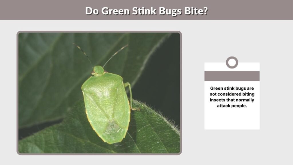Do Green Stink Bugs Bite?