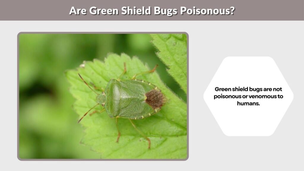 Are Green Shield Bugs Poisonous?