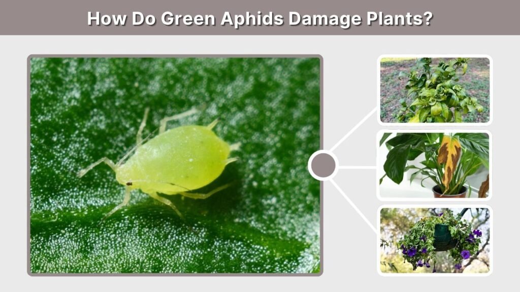 How Do Green Aphids Damage Plants?