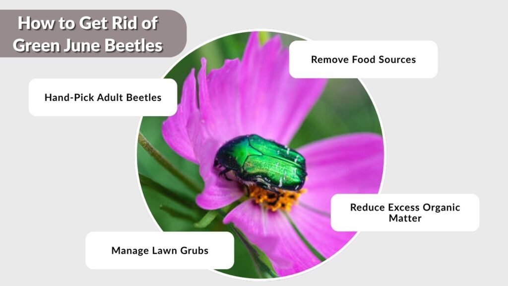 How to Get Rid of Green June Beetles