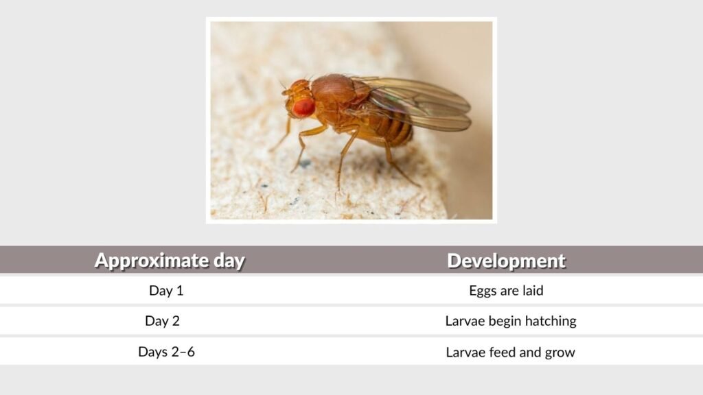 Fruit Fly Life Cycle Day by Day