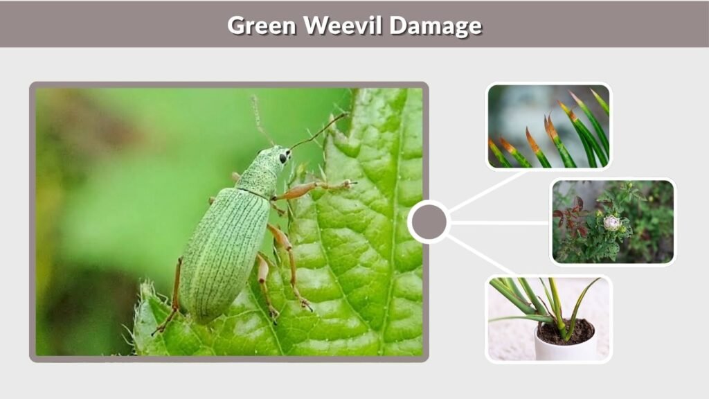 Green Weevil Damage