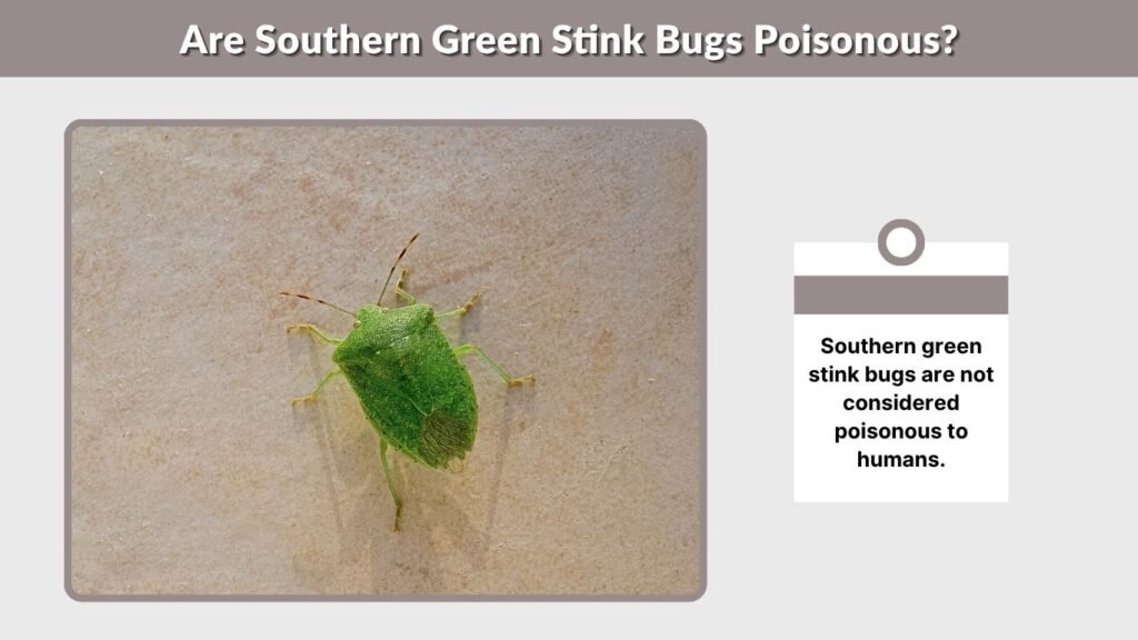 Are Southern Green Stink Bugs Poisonous?
