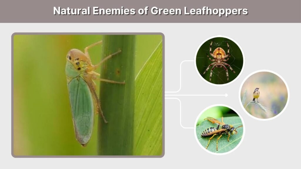 Natural Enemies of Green Leafhoppers