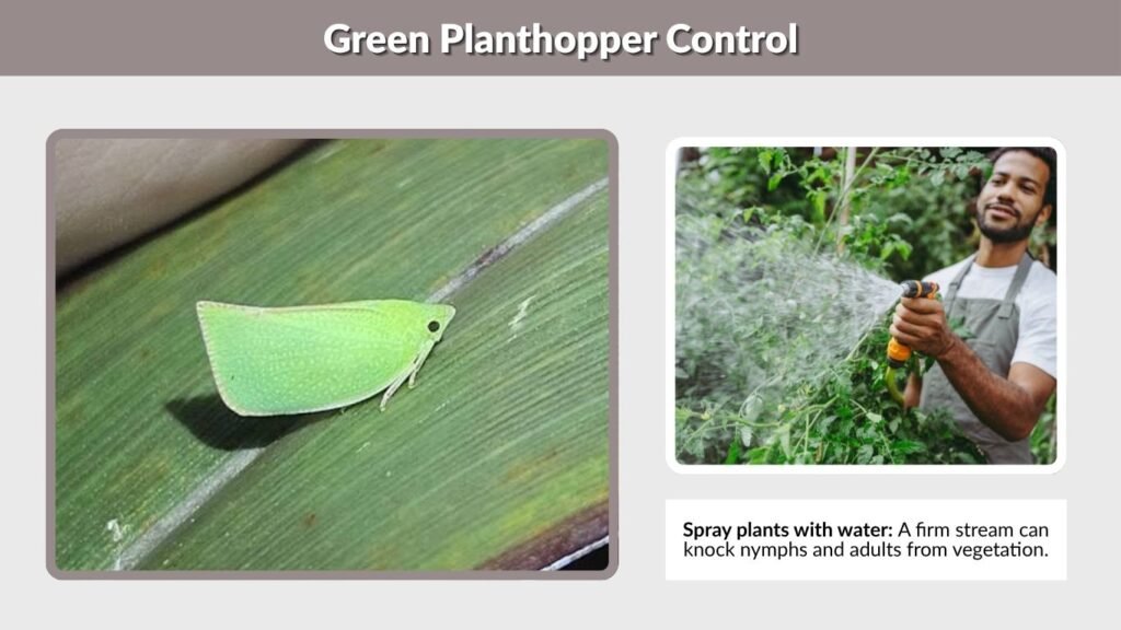 Green Planthopper Control