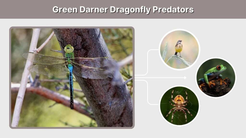 Green Darner Dragonfly Predators