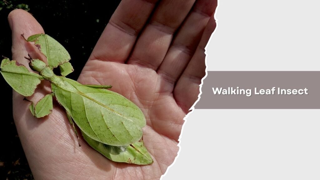 Walking Leaf Insect