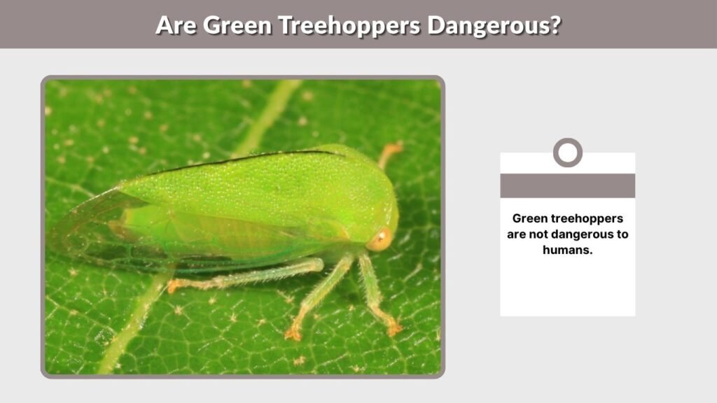Are Green Treehoppers Dangerous?