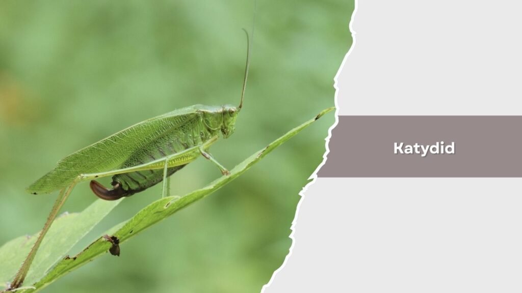 Katydid