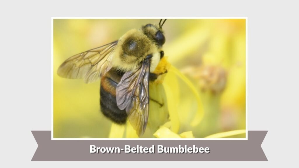 Brown-Belted Bumblebee