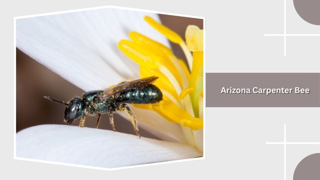 Arizona Carpenter Bee
