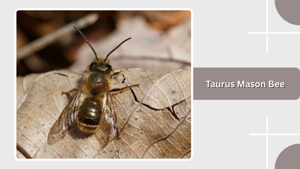 Taurus Mason Bee