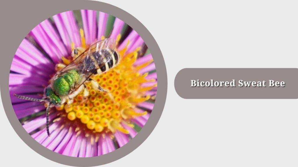 Bicolored Sweat Bee