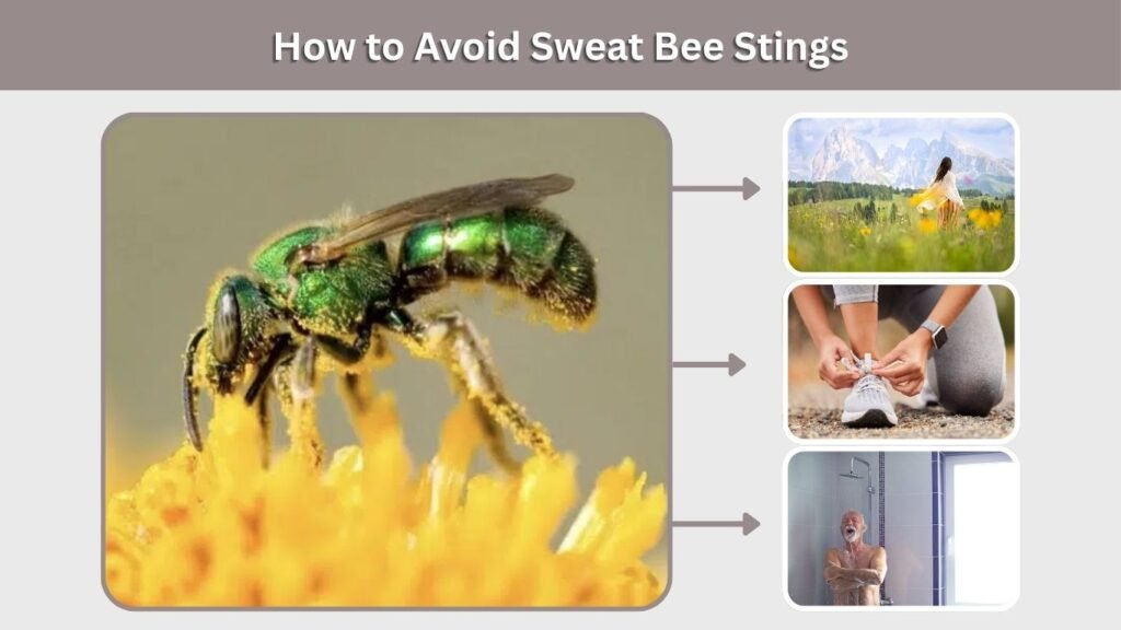 How to Avoid Sweat Bee Stings