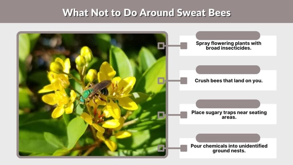 What Not to Do Around Sweat Bees