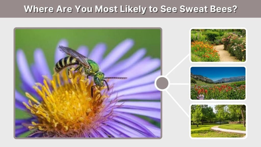 Where Are You Most Likely to See Sweat Bees?