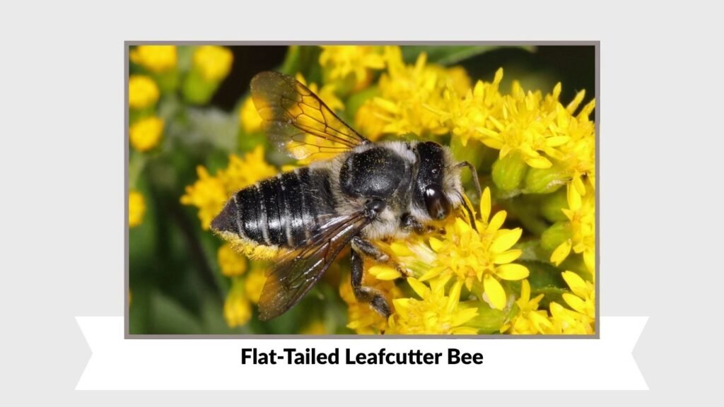 Flat-Tailed Leafcutter Bee