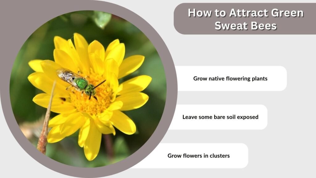 How to Attract Green Sweat Bees