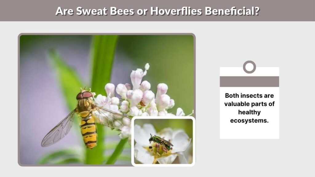Are Sweat Bees or Hoverflies Beneficial?