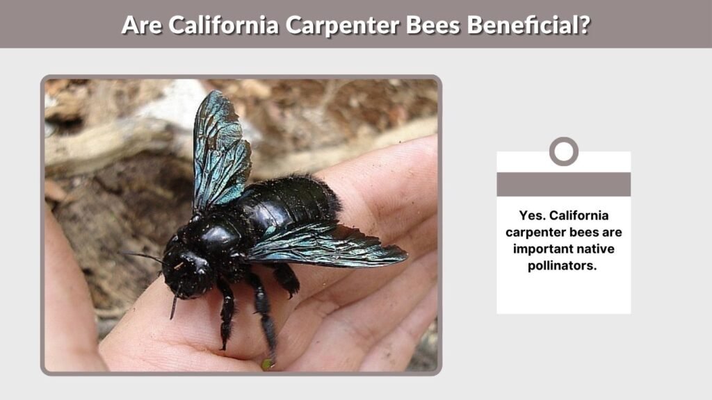 Are California Carpenter Bees Beneficial?