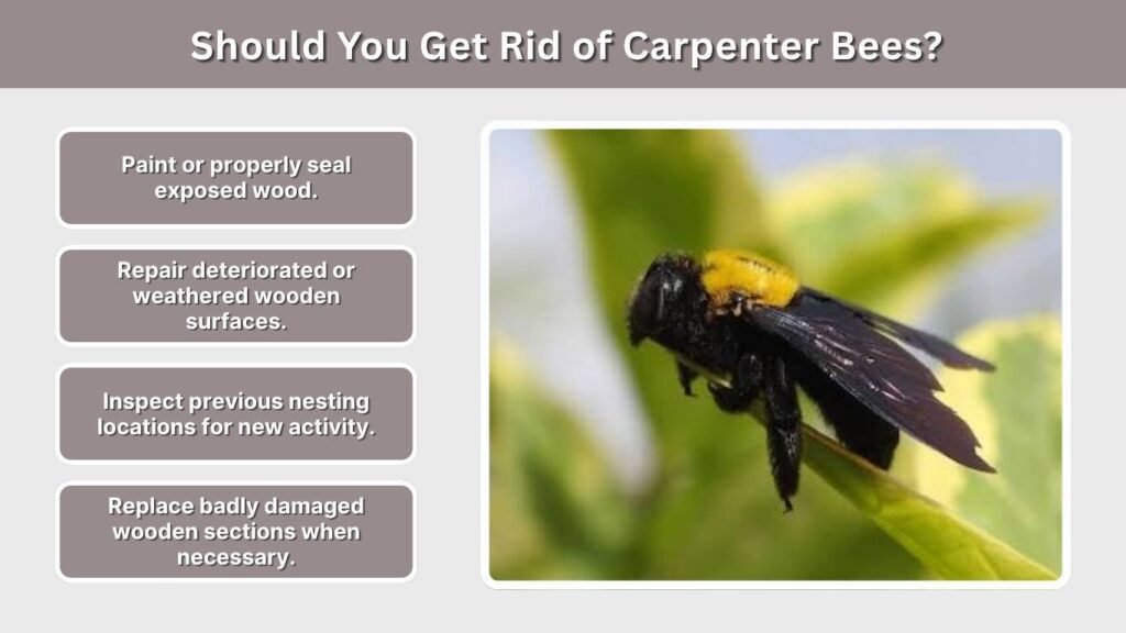 Should You Get Rid of Carpenter Bees?
