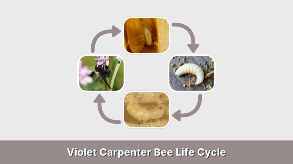 Violet Carpenter Bee Life Cycle