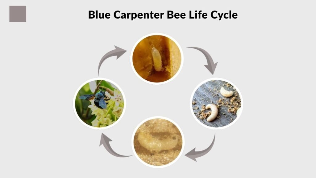 Blue Carpenter Bee Life Cycle