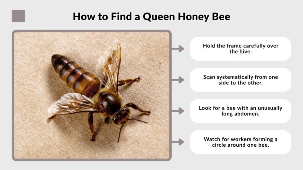 How to Find a Queen Honey Bee