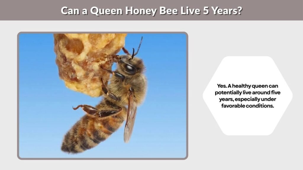 Can a Queen Honey Bee Live 5 Years?