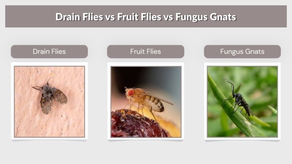 Drain Flies vs Fruit Flies vs Fungus Gnats