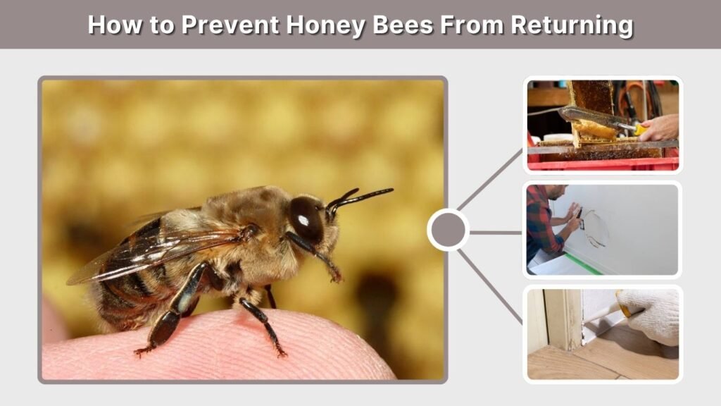 How to Prevent Honey Bees From Returning