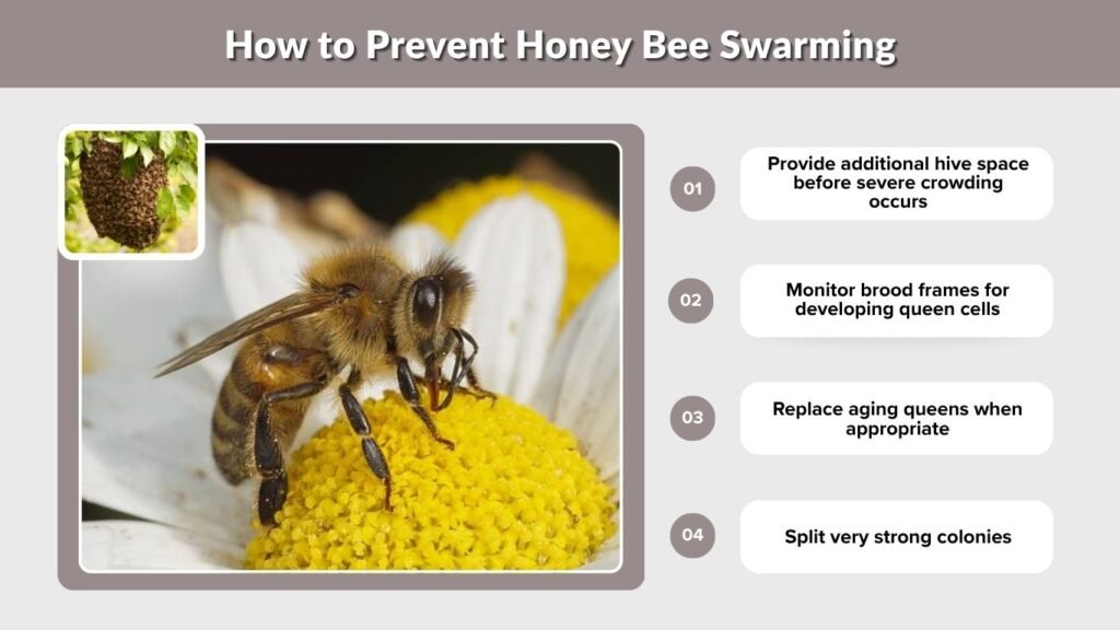 How to Prevent Honey Bee Swarming