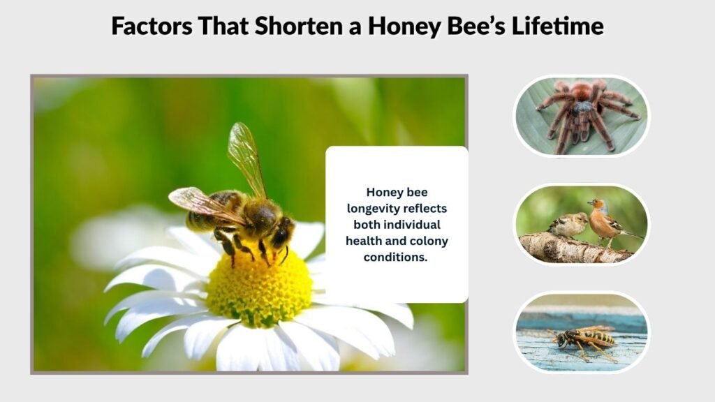 Factors That Shorten a Honey Bee’s Lifetime