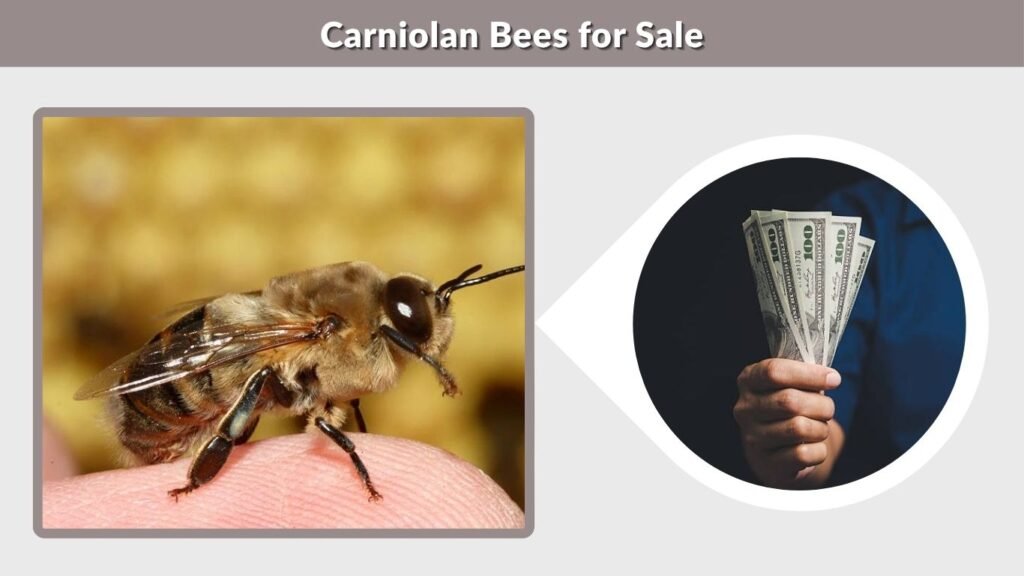 Carniolan Bees for Sale