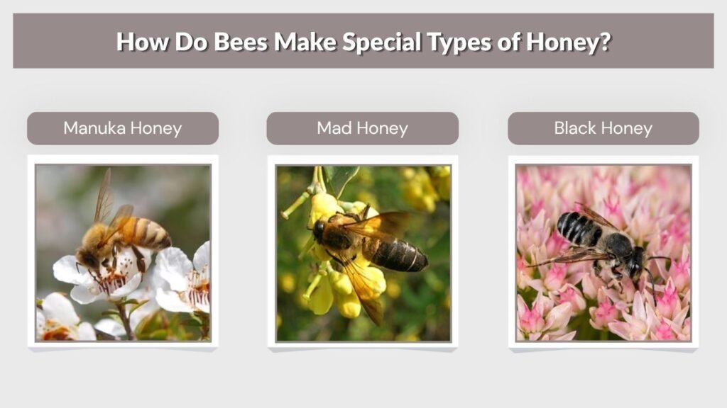 How Do Bees Make Special Types of Honey?