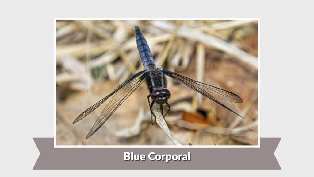 Blue Corporal