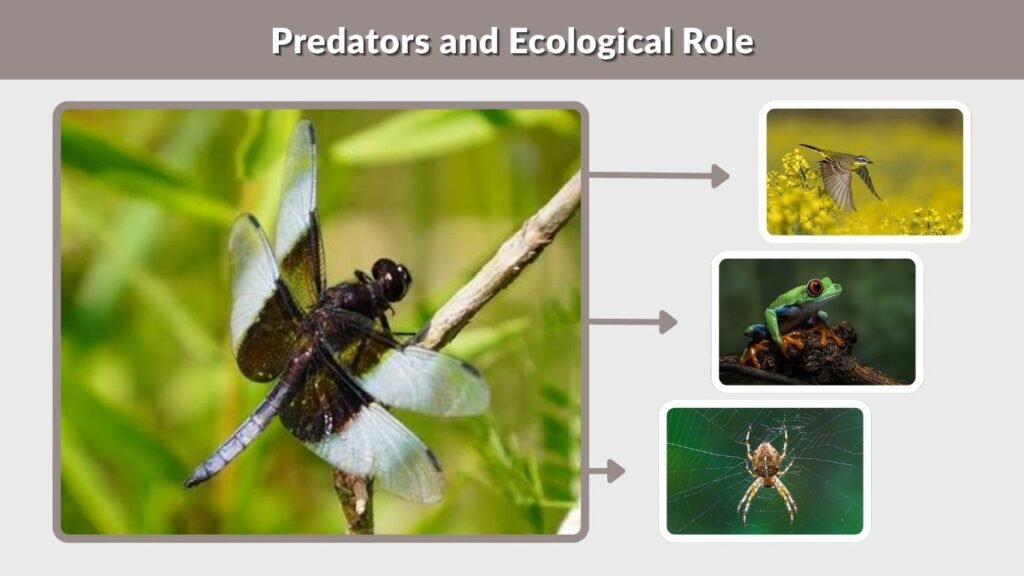 Predators and Ecological Role