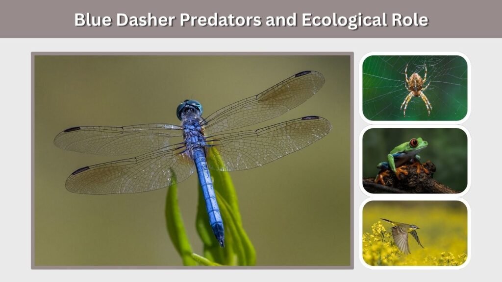 Blue Dasher Predators and Ecological Role
