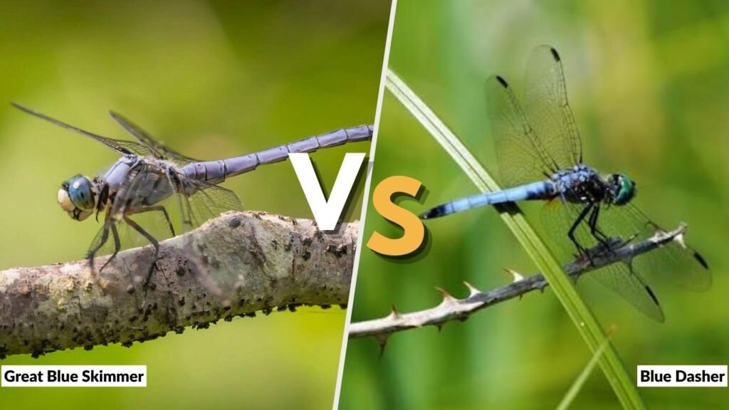 Great Blue Skimmer vs. Blue Dasher