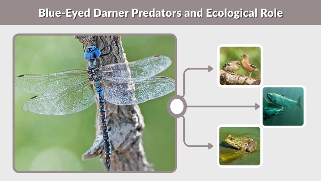 Blue-Eyed Darner Predators and Ecological Role
